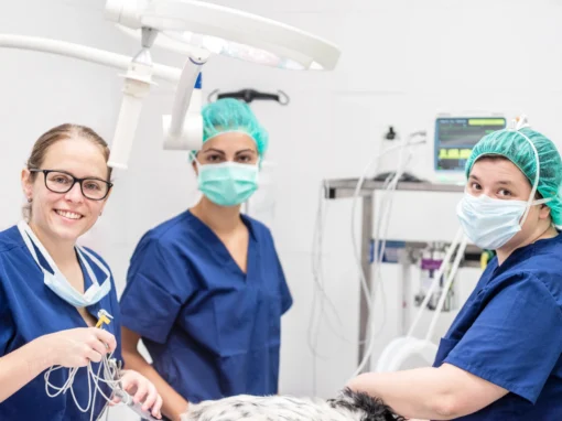 How to Prepare Your Veterinary Practice for Sale Without Disrupting Your Team