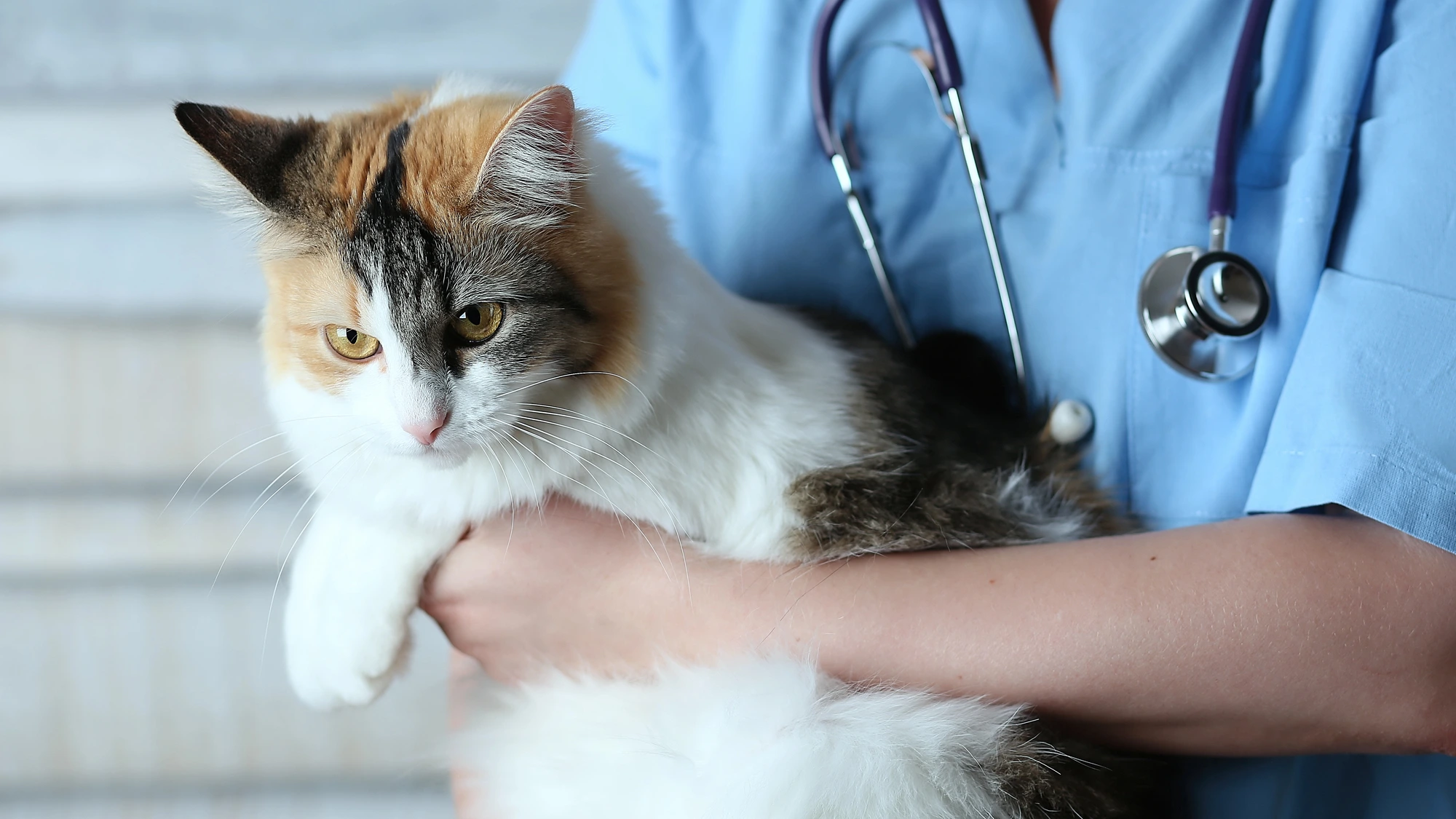 close up of cat - veterinary burnout