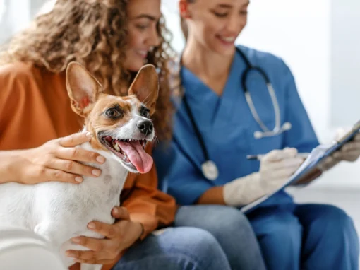 How a Veterinary Staffing Agency Helps You Hire for Long-Term Success