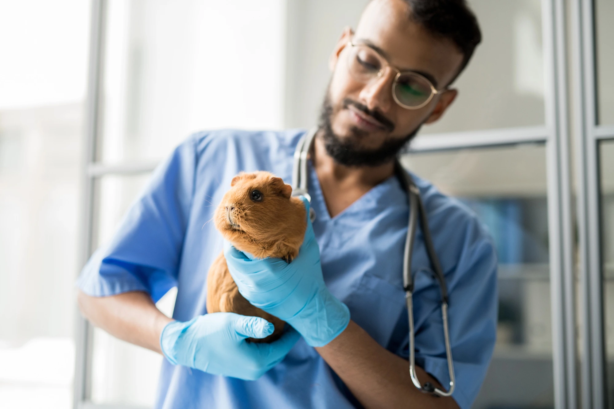 veterinarian hired by a veterinary staffing agency