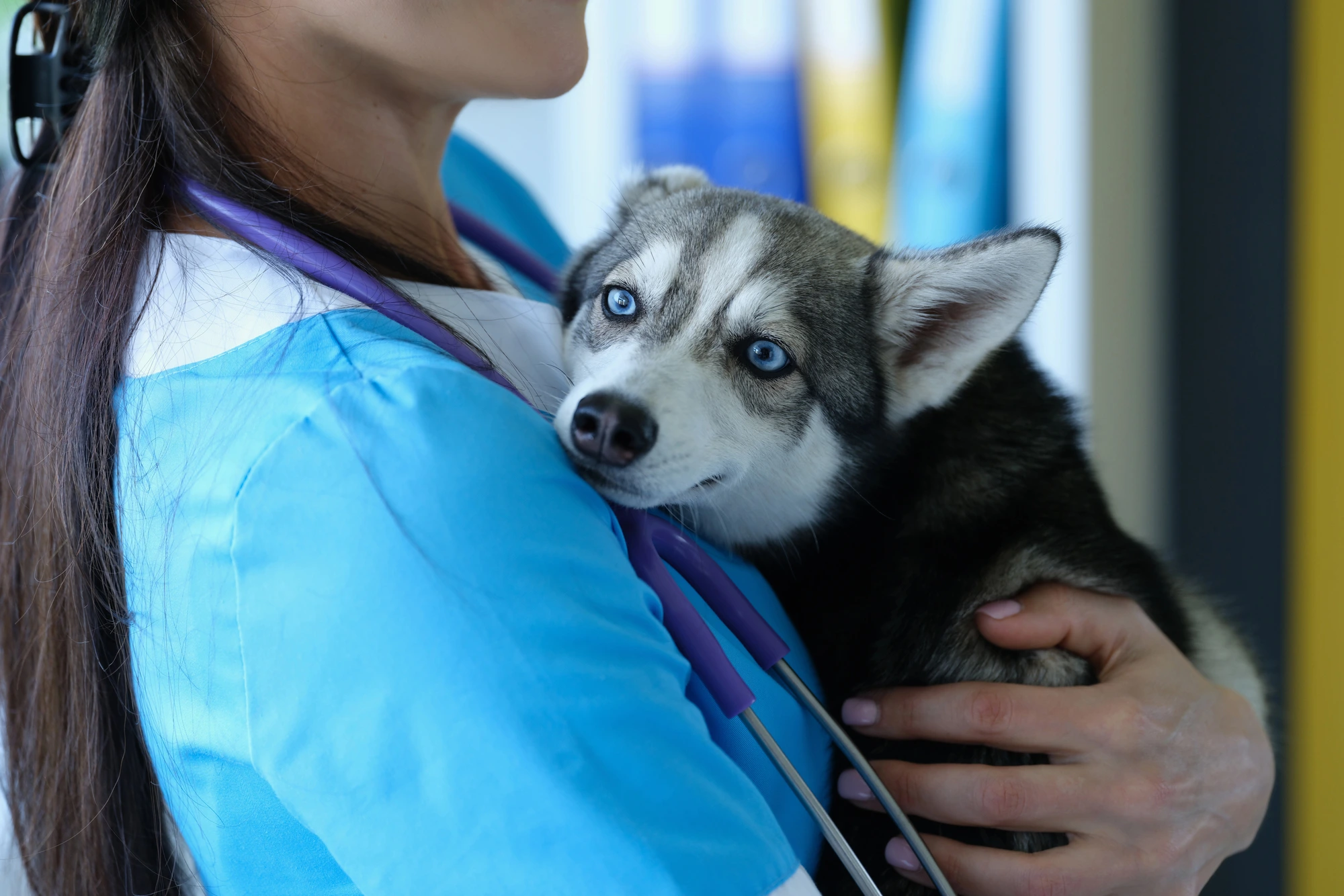 animal and vet at veterinary practice for sale