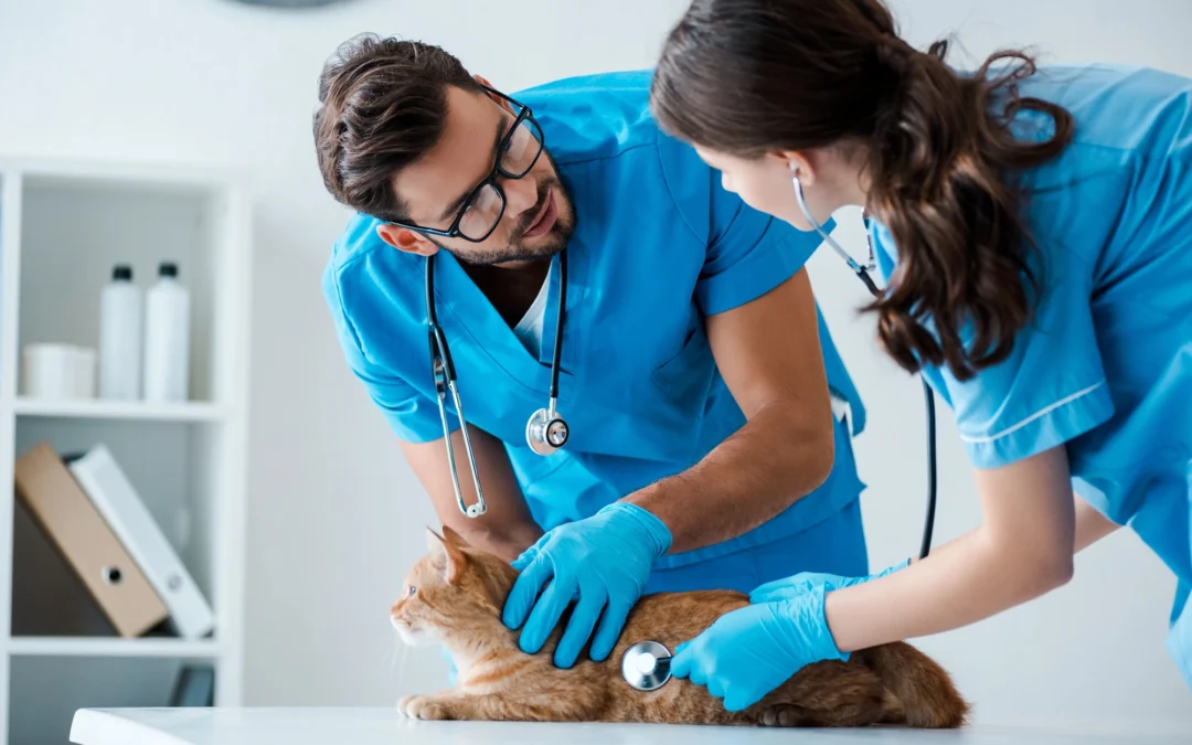 veterinarians working at veterinary practice for sale