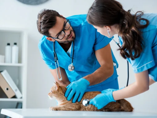 Veterinary Practice for Sale? What Corporate Employment Really Looks Like After You Sign