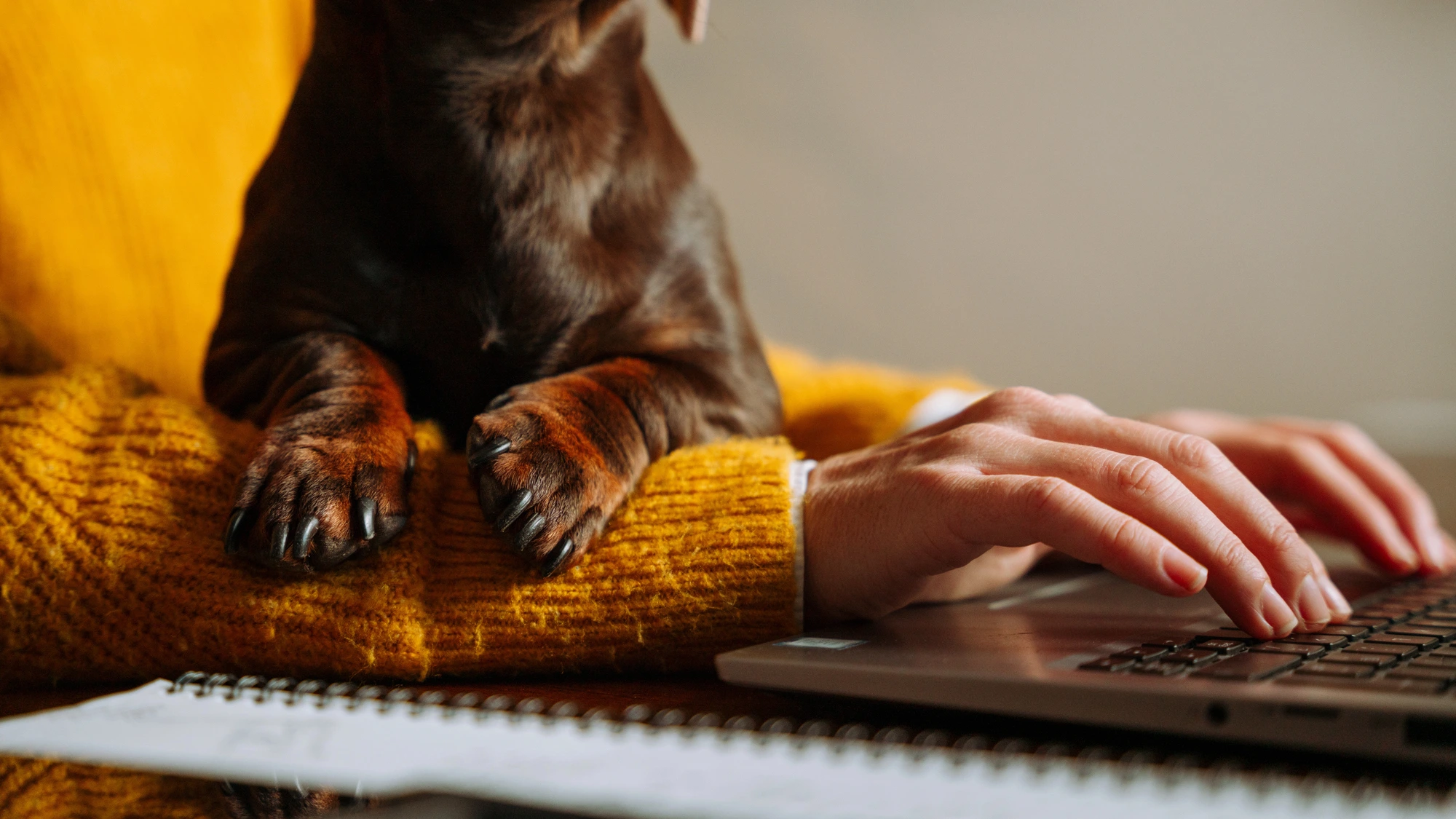 veterinary recruiter
