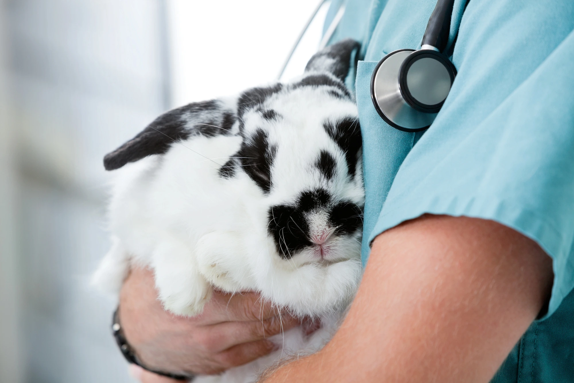 veterinary working - sell my veterinary practice