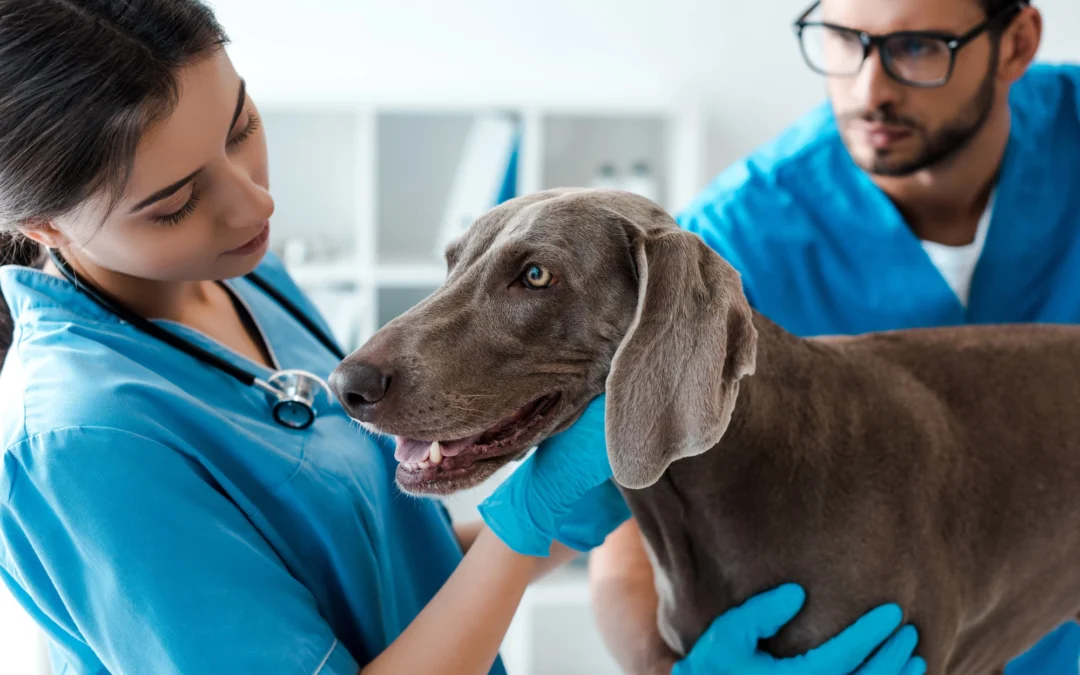 vets working thanks to veterinary recruiter